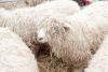 Can wool help beat fast fashion? Farmers say EU rules stand in the way