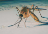 We need to talk about mosquitoes