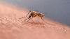 Disease-carrying mosquitoes detected in Palm Beach County, Miami-Dade. Protect yourself