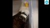 What happened to Jackie the bald eagle? Beloved Big Bear eagle suffers health setback as anemia worsens