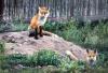 How does Colorado collect data on wildlife hunted for fur?