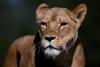 World AFP Suspected heatstroke kills three lions at Japan zoo