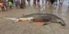 Massive great hammerhead shark found dead on North Carolina beach