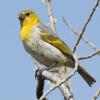 Filmmaker Discusses her Singular Doc. about Palila: Enormously Rare Hawaiian Bird