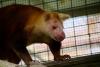 New ‘conservation deed’ aims to protect tree kangaroos, forests, people in Papua New Guinea