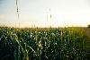Earliest UK harvest exposes cereal yield pressure