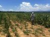 Drought spells hunger for farmers