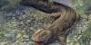 Fossil reveals ancient giant salamander that lived 3.5 million years ago