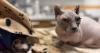 Should Canada follow the Dutch ban on designer cat breeds?