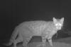 Cats are killing far more native Australian wildlife than previously thought