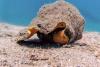 Florida Keys' queen conch remains threatened as lawsuit says missed deadline left habitat exposed