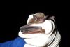 After a decade-long gap, endangered Indiana bats reappear in western North Carolina