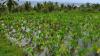 UH West Oʻahu faculty advance global research on food system sustainability