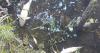 When will hundreds of dead fish be removed from the Wensum?