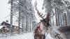 Wowcher's £99pp Christmas mystery holidays to Lapland, Paris, Vienna, New York and more