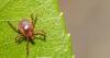 New York Officials Comment On Tick Bite