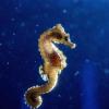 World’s first seahorse hospital fights to protect them from extinction