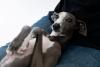 Dad 'Bullies' His Italian Greyhound and Viewers Immediately Take the Dog's Side