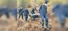 25 tourists die of altitude sickness in Annapurna region in a year