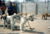 North Korea Promotes Dog Meat as Heatwave Grips Korean Peninsula