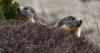 Scientists Turn to OnlyFans to Boost Marmot Research