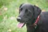 Rescue Dog's Rare Love of Classical Music Has People Asking Who He Was in a Past Life