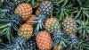 Australia Farmers in Trade Dispute over Indonesia Pineapple Import Plan