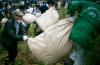 In coastal Japan, one project is planting forests to stand against tsunamis