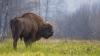 Can bison help prevent forest fires in an increasingly threatened Spain?