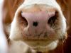 New virus detected in Swiss cattle