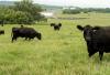 ‘Where’s the beef?’: Agricultural programs strengthen UT’s farm-to-table pipeline