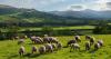Bluetongue cases accelerate as farmers urged to strengthen disease defences
