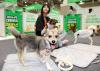 Busan to provide 1-year free pet insurance for adopted rescue dogs