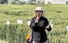 U of I researcher discovers naturally occurring mutation that could help boost wheat yields