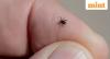 What is tularemia or rabbit fever? Symptoms, spread, treatment explained as New York reports three possible cases