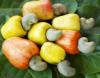 Ghana processes less than 6% of cashew output as farmers face price plunge