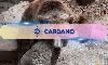 Cardano (ADA) Is Quietly Pulling Off a Bear Market Comeback And Retail Hasn’t Noticed