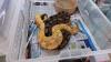 Cape Town couple fined after illegal possession of 95 reptiles