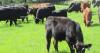 Weighing the cow size controversy