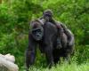 Gorillas Learning to Trust Humans Again Proves Behavioral Recovery is Possible