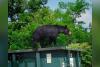 Poor Berry Season Has Montana Bears Looking For New Food