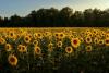 Where to Find Sunflower Fields Across North Dakota 2026
