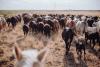 North Dakota Cattle Theft Case Ends With Prison Sentence