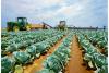 Players defend Tanzania's horticultural exports amid rising pesticide concerns