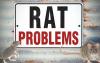 Rats Are Showing Up More In Boise, Eagle, And Meridian