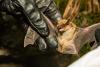 Why Now Is A Bad Time To Block Your Utah Home From Bats