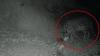 Ghost of the Himalayas spotted in Dhauladhar Sanctuary for the first time