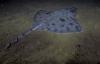 Australian politicians call on UNESCO to intervene over threats to Maugean skate