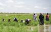Ghana’s rice production project receives $18.8M funding