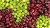Global table grape market faces record harvests despite climate challenges